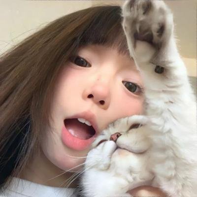 高速路上一只猫